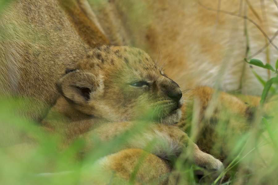 New born lion cub