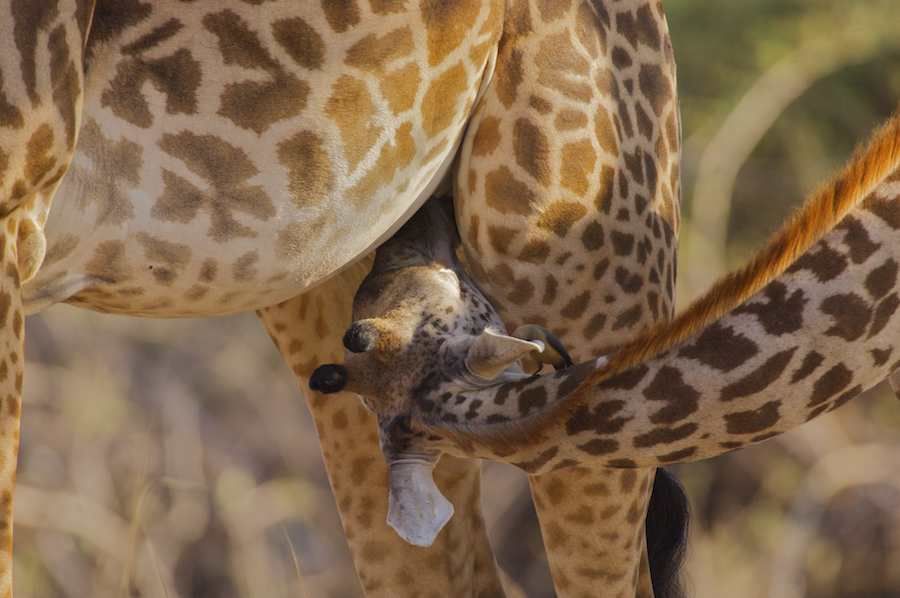 Food Chain