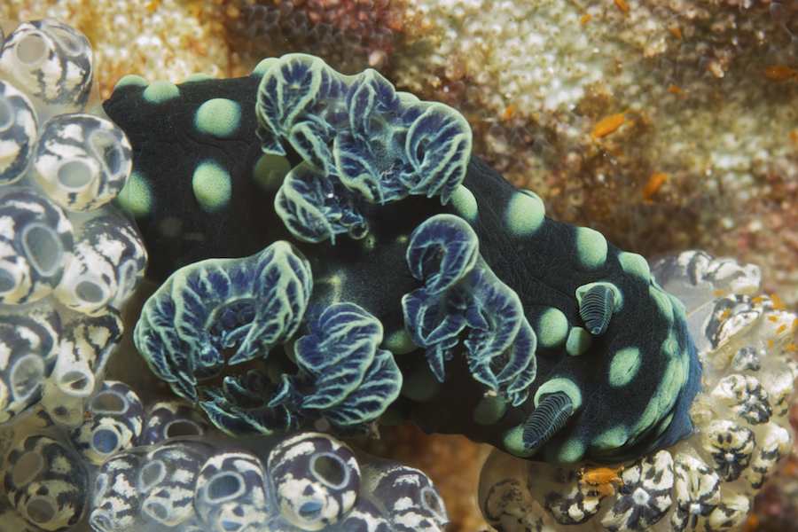 Nembrotha cristata feeding
