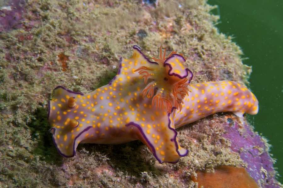 Nudibranch 2