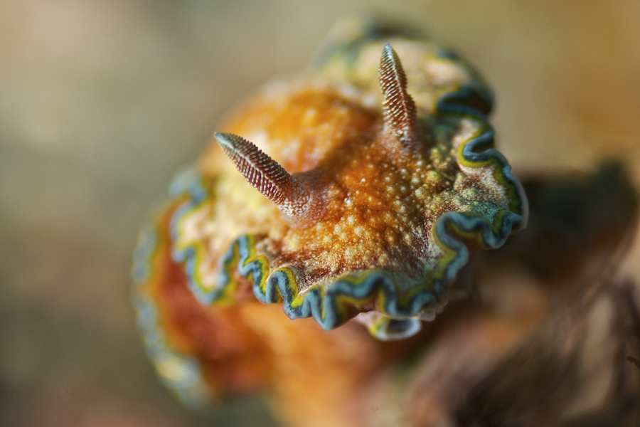 Glossodoris cincta