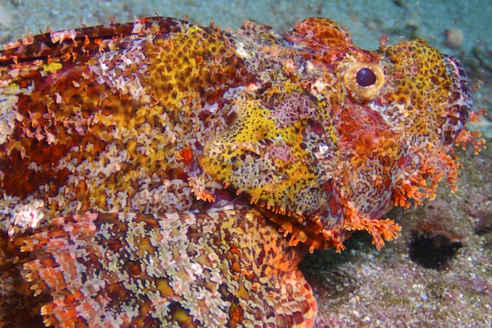 Scorpionfish