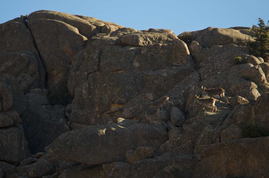 Spanish Ibex