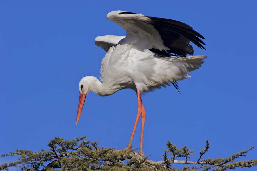 White Stork
