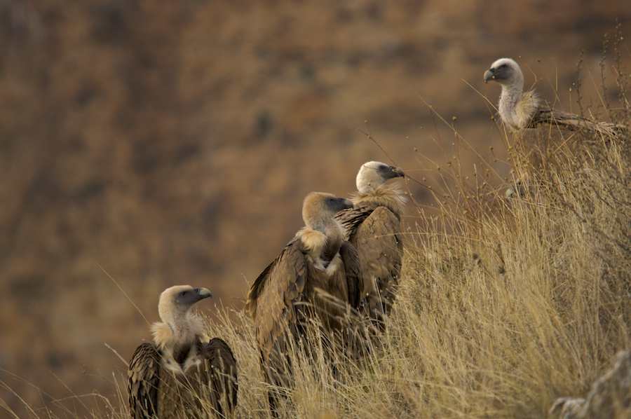Griffon Vulture