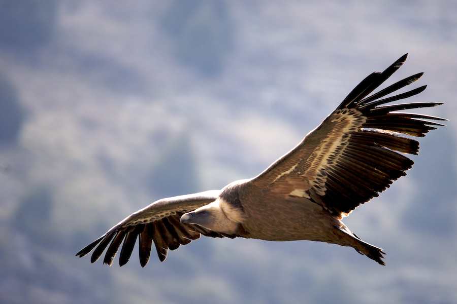 Griffon in flight