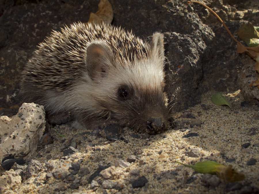 European Hedgehog