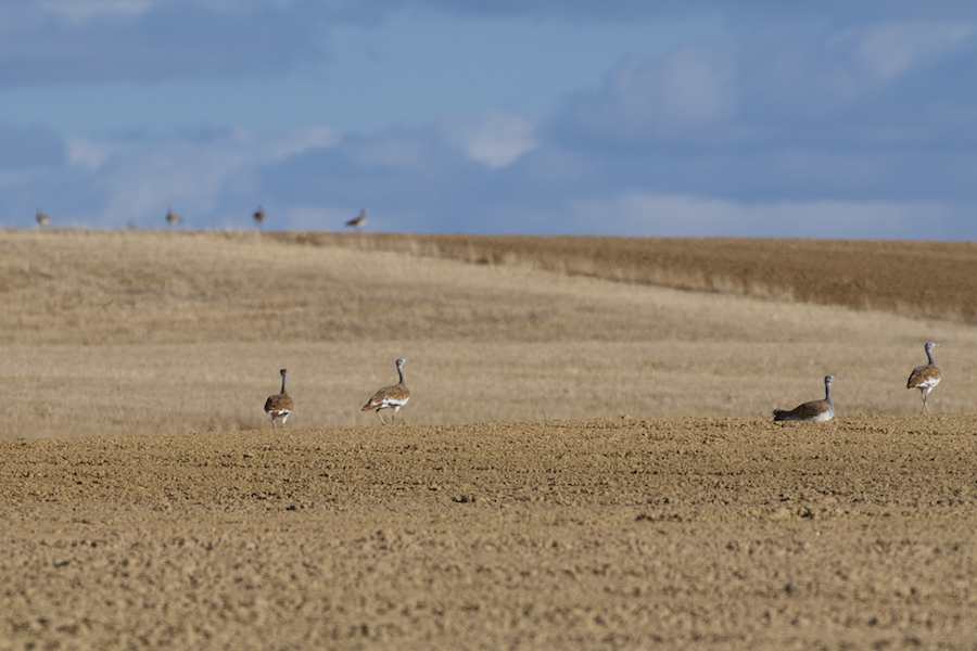 Great Bustards