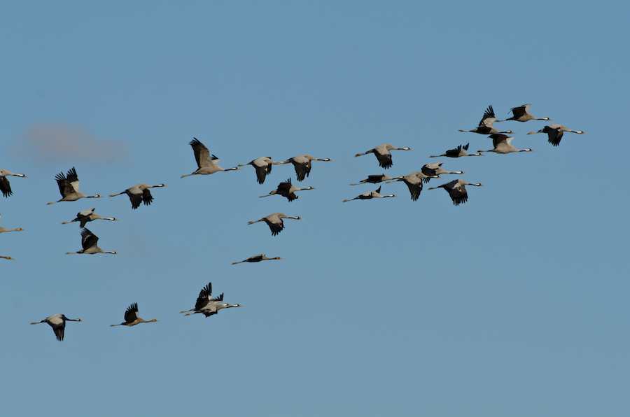Common Cranes migrating South