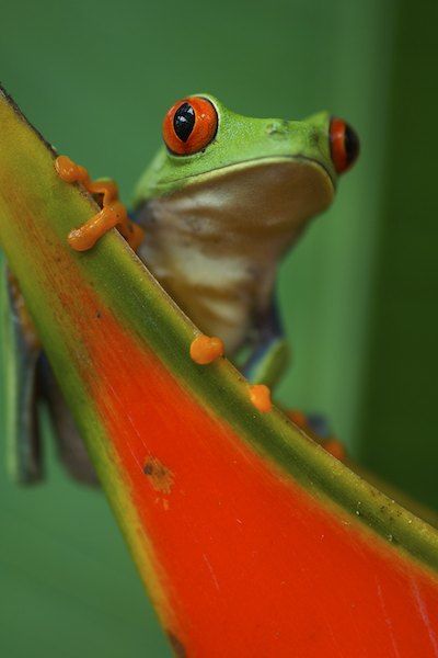 Red-Eyed Tree Frog