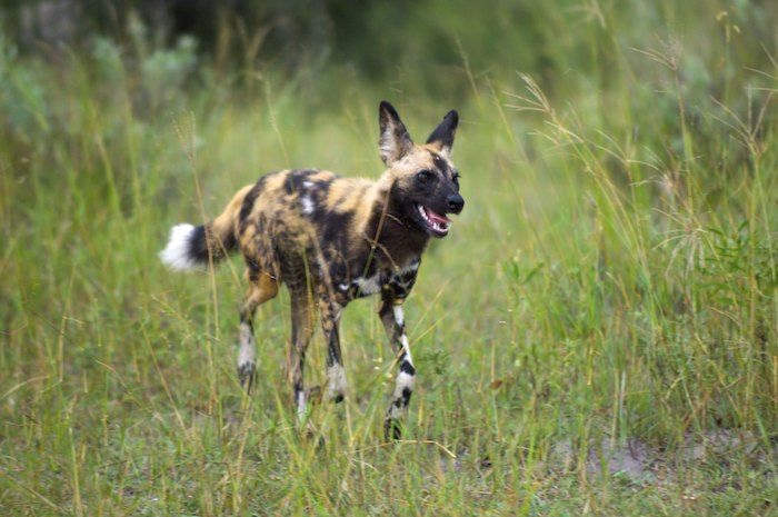 In hot pursuit