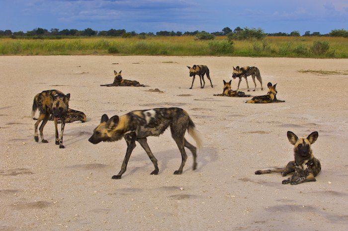Wild Dog Pack