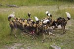 Wild Dog Kill