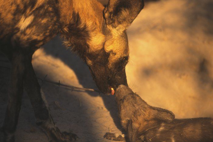 Wild Dog regurgitating
