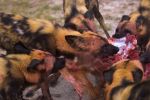 Wild Dog kill