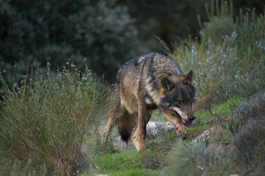 Big Bad Wolf