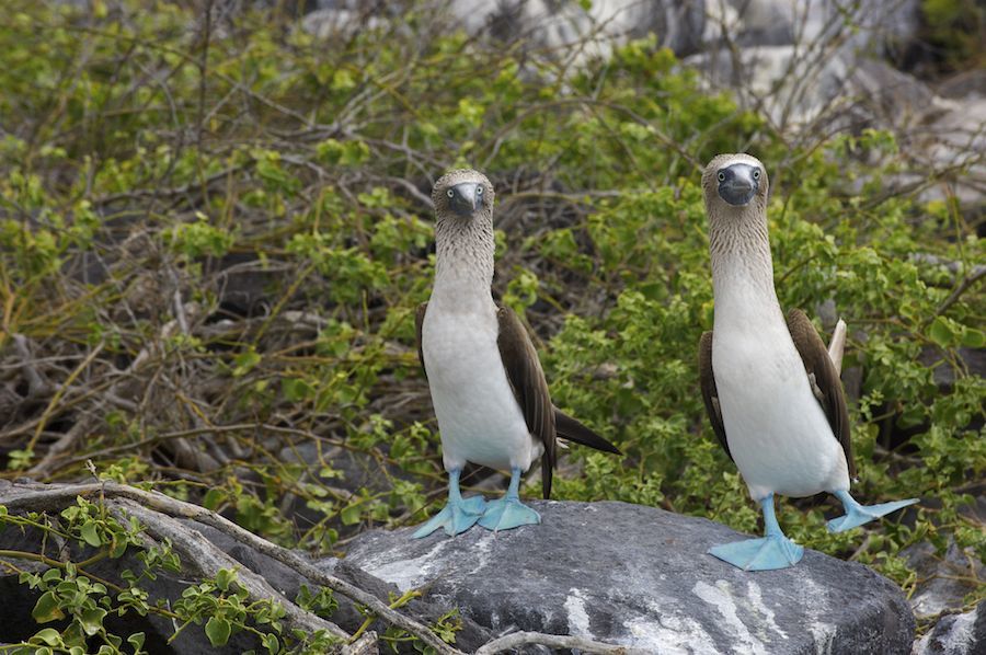 Blue-footed Booby