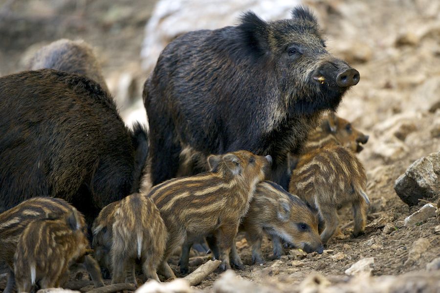 WIld Boar and Piglets