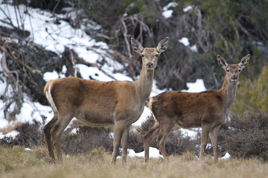 Deer in the snow
