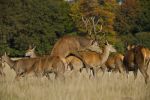 Red Deer mating