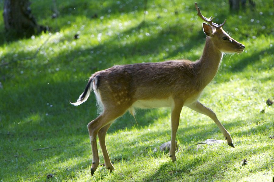 Fallow Deer Buck