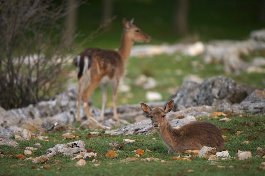 Fallow Deer Fawn