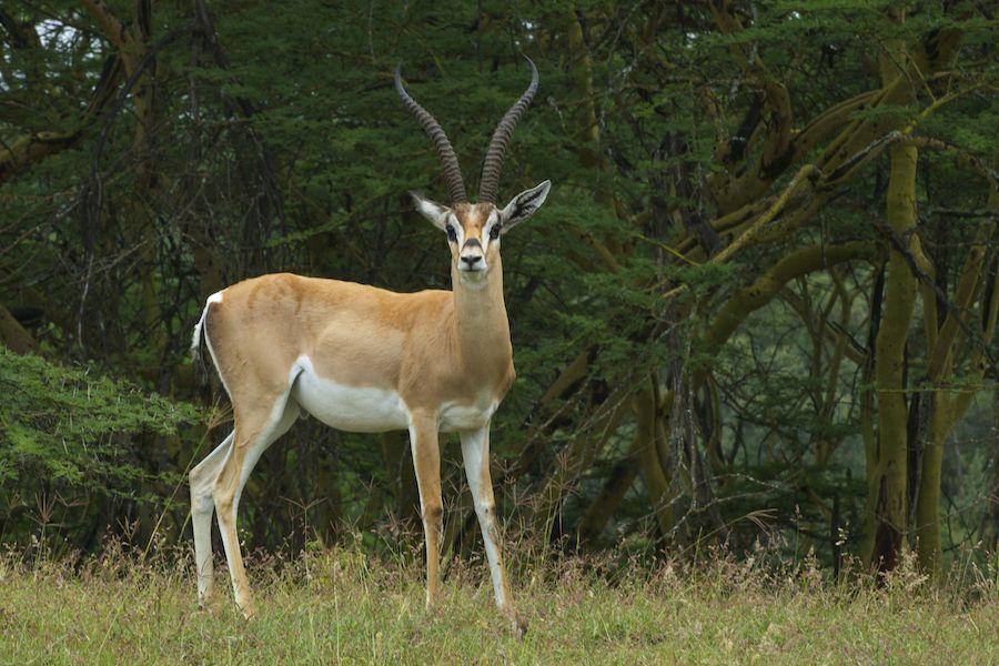 Grant´s Gazelle