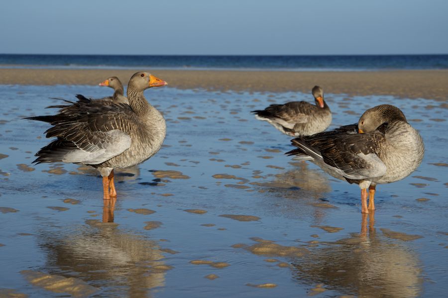 Greylag Goose
