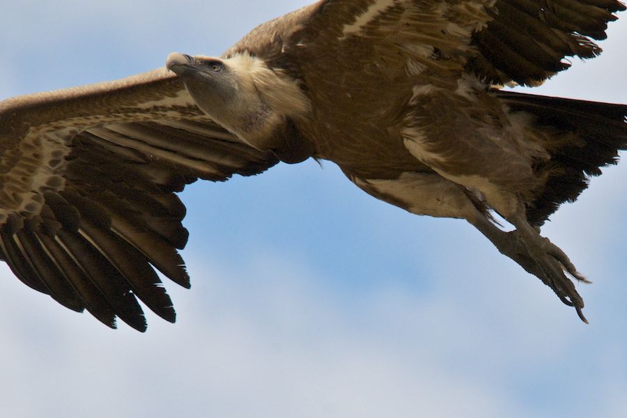 Fying Griffon closeup