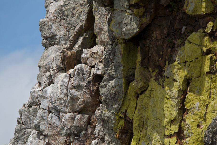 Griffon in quartzite wall