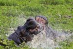 Hippo fight