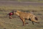 Red in tooth and claw