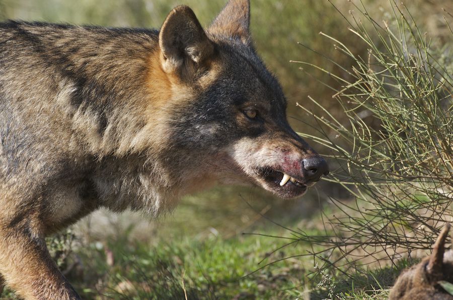 The really really bad wolf...