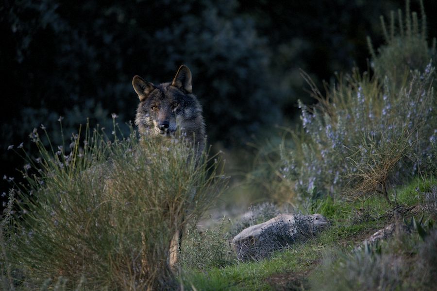 Alpha Male on the watch