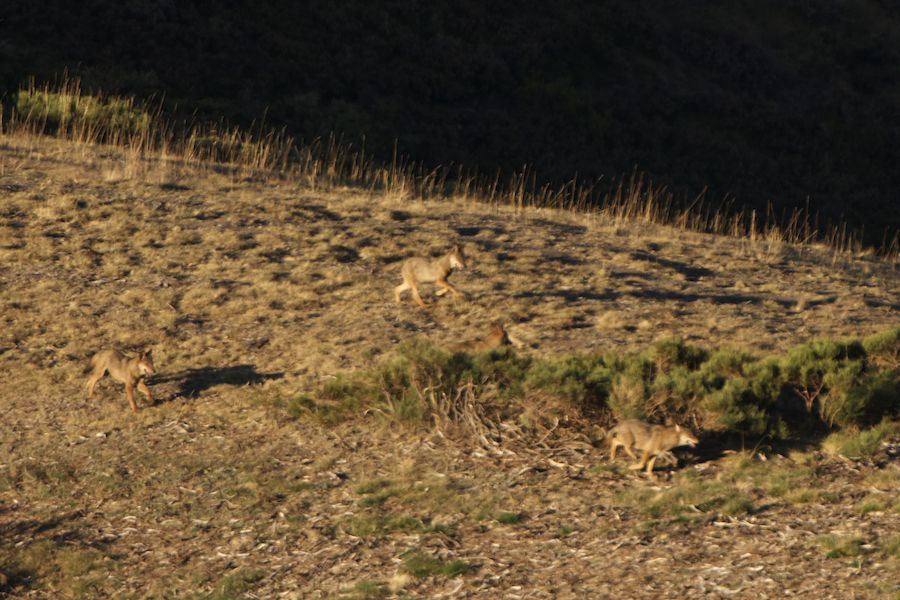 Wolf Brothers Playing