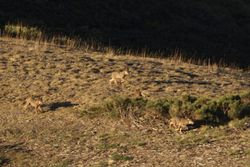 Wolf Brothers Playing