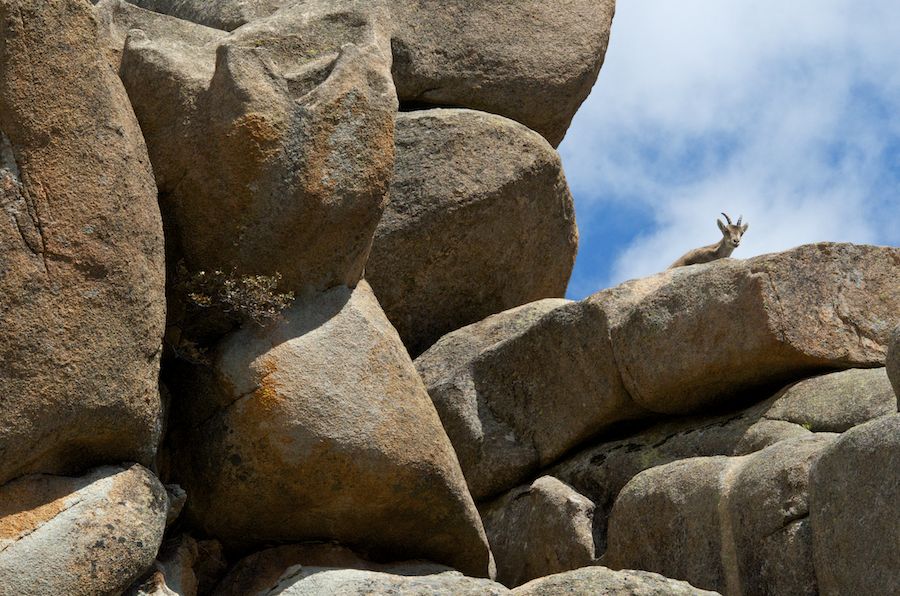 Spanish Ibex on the Wall