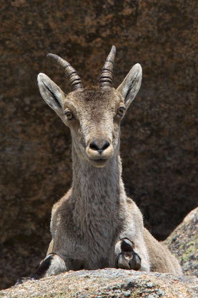 Spanish Ibex Closeup
