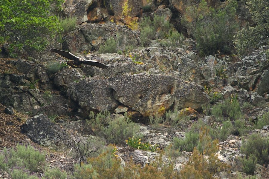 Spanish Imperial Eagle