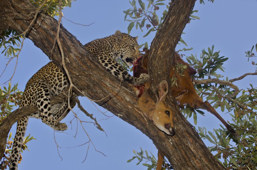 Leopard Larder