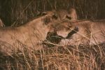 Lions killing baboon