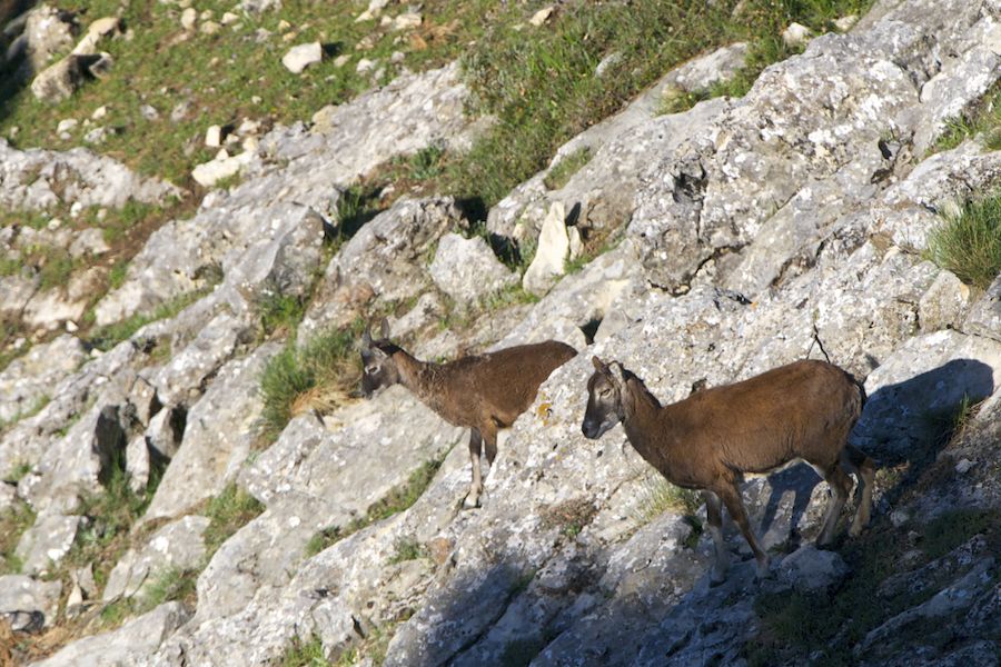 Mouflon female and calf