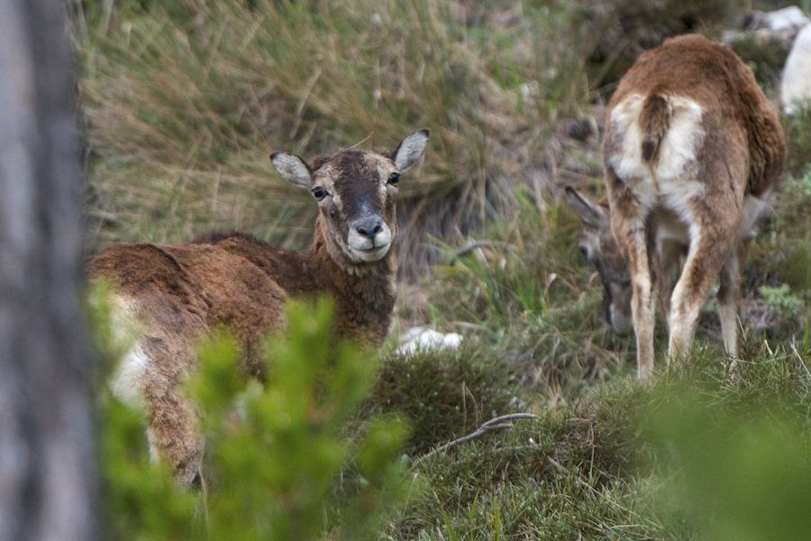 Mouflon Ewe