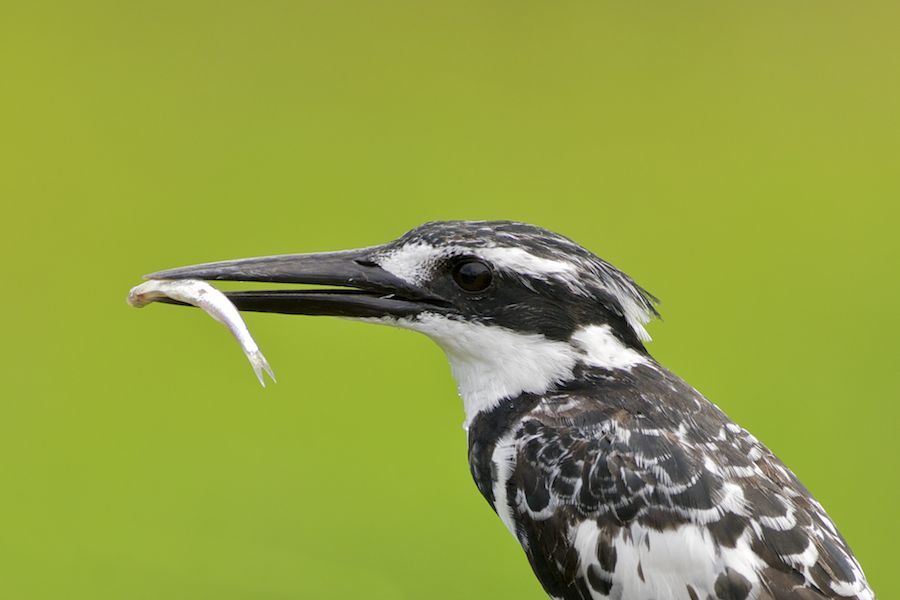 Pied Kingfisher
