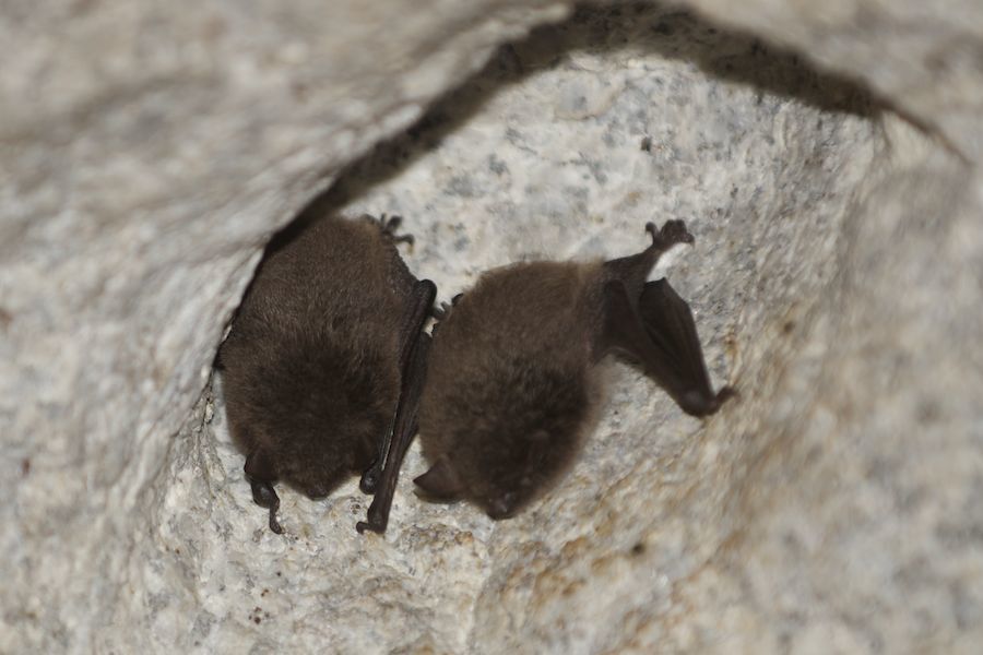 Common Pipistrelle Bat