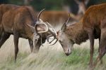 Red Deer Stags