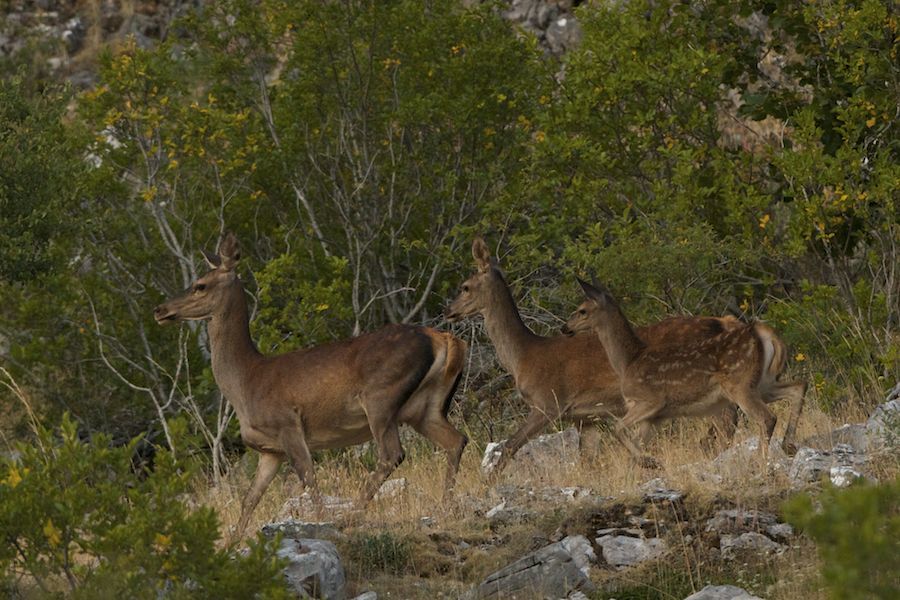 Red Deer hinds and fawn