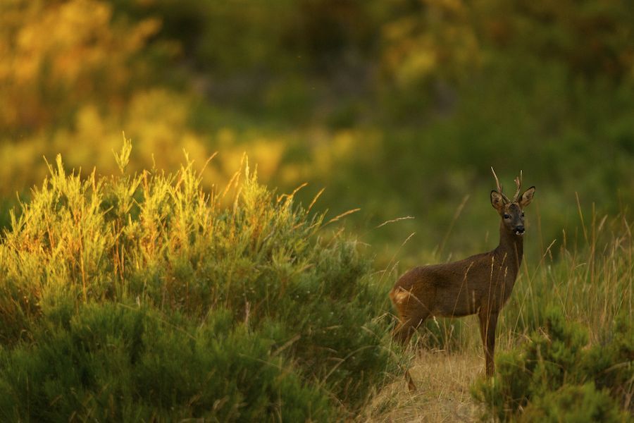 Roe Deer in Yellow Light