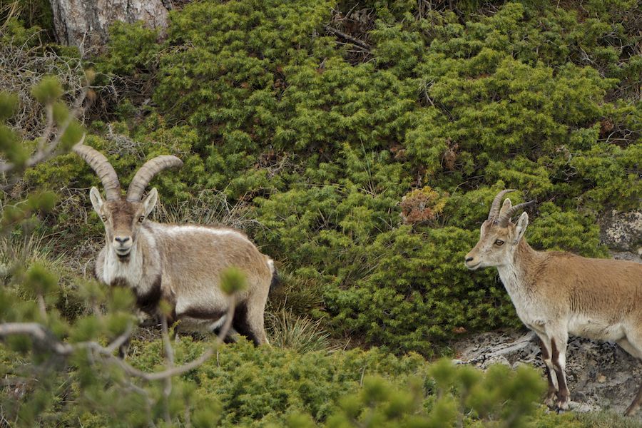Spanish Ibex Male