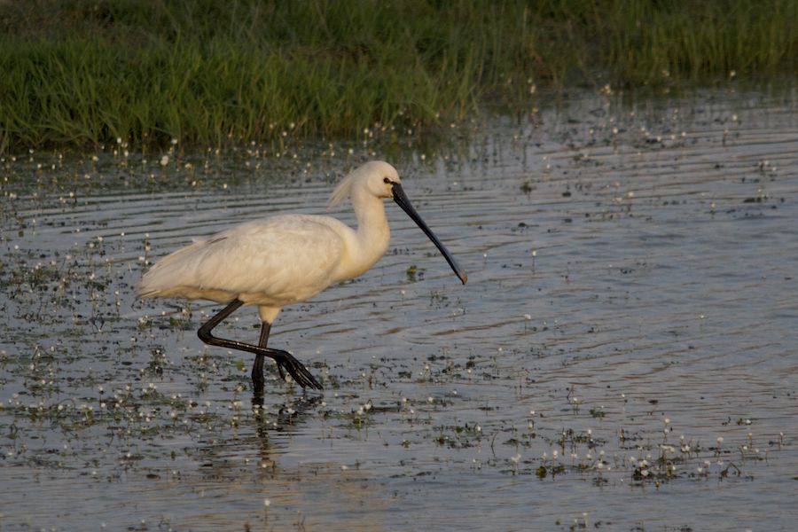 Eurasian Spoonbill